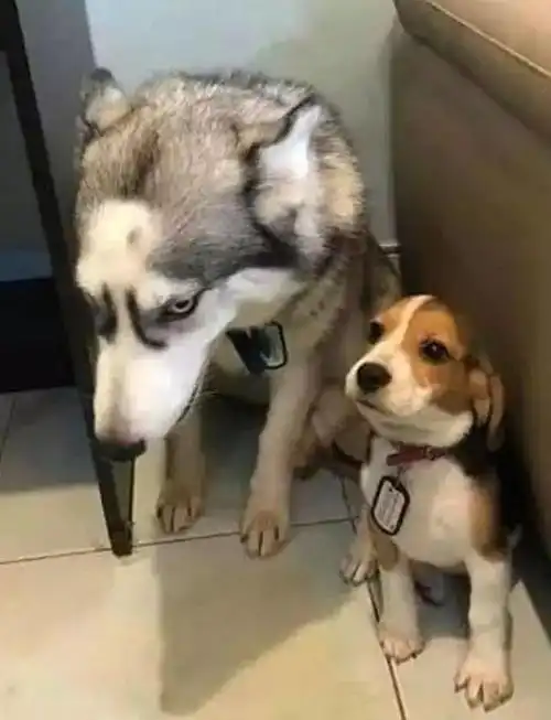 主人回家一片狼藉,质问两狗狗是谁干的,二哈一个举动露出马脚