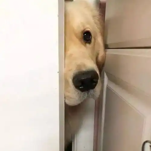 主人上厕所被狗催八次,让人笑岔气,狗铲屎的,你好了没