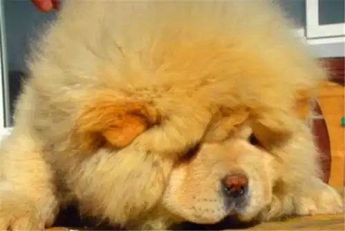 拥有松狮如有一宝,让你天天开口笑