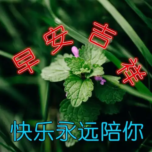 2021早安问候图片动态表情祝福句子,早上好精选阳光问候祝福语美图