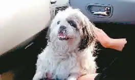 海南落下爱犬主人网上求助仗义网友驾车免费送狗回渝