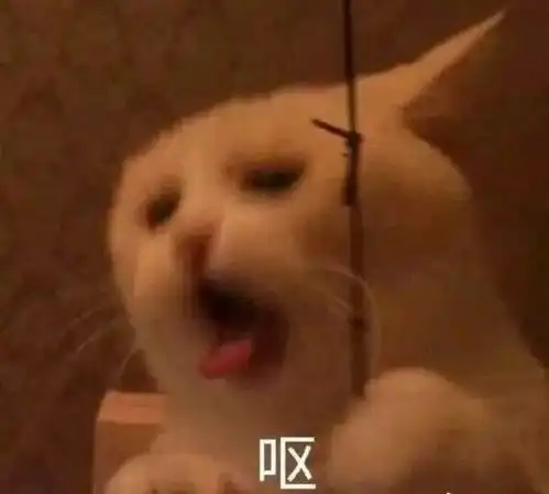 我们男粉搞起应援,没有你们女生什么事儿