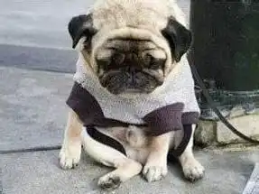 世界上最忧伤的两只动物