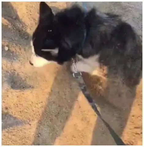 狗狗被主人埋在沙子里,好在它会神功