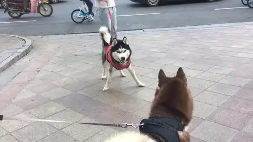 哈士奇微博表情包阿拉斯