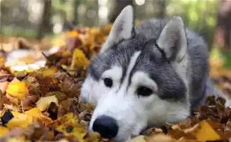 狗狗也会记仇,尤其是第5种狗,甚至会记一辈子