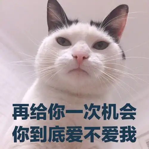 我对象呢表情包猫咪