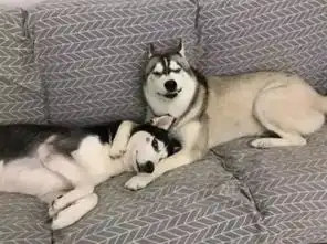 主人拿起拖鞋要揍狗,哈士奇护住老婆笑看主人,这表情更欠揍