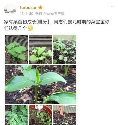 深刻解读张晋官宣娘娘开始种菜了文案爱在一蔬一菜间