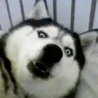 微信头像动图神烦先生微信头像图片大全