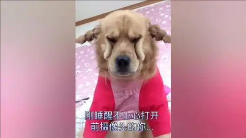 这发型再配上这表情,东北大美妞