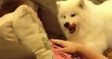 我要抱抱表情包主人