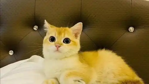 杨超越猫终于找回,发文感谢帮忙,粉丝为猫做专属表情包欢迎回家