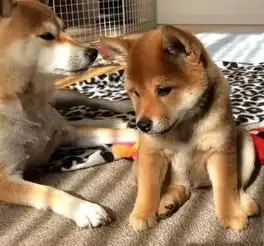 我要抱抱表情包狗狗