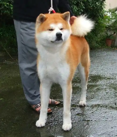 请教秋田犬和哈士奇长的挺像的怎样辨别啊两者有啥区别谢谢啦