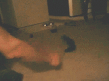 搞笑gif虽然蠢哭了又很危险,但还是按捺不住想试一试