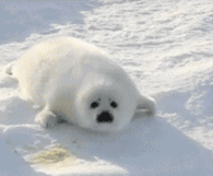 求这个海豹表情的裸图,就是没有字的没有gif动图有视频也可以