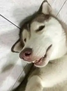 哈士奇睡姿迷人,没想到笑容更迷人