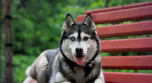 如果丧尸来袭,四只狗你选谁做同伴网友图3绝对不可以