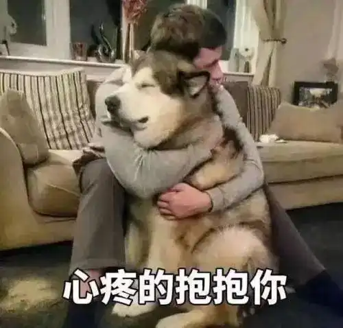 当你不想养狗的时候,要怎么办呢