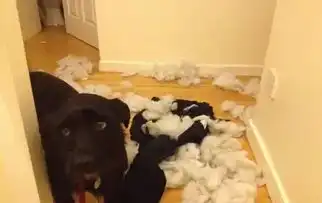 没有sei能比汪更会装无辜了