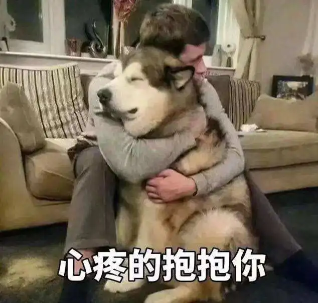 柯基犯错误被关禁闭,小主人急得掉眼泪,接下来一幕笑破肚皮