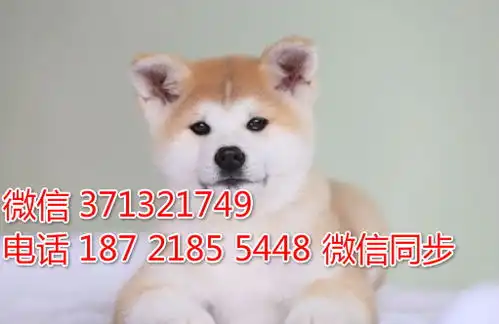 重庆特价秋田犬出售纯种幼犬大型犬哈士奇雪橇犬