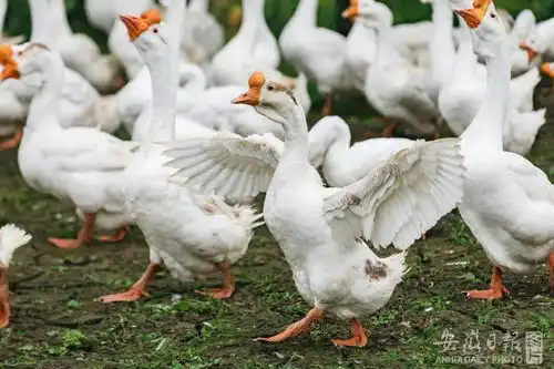 尔滨老铁们,来安徽玩吧