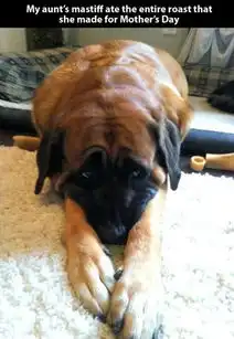 виноватыйвзглядсобак