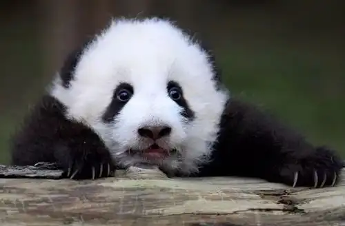 白忠德秦岭的动物朋友