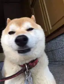 猫咪比丑大赛之后,网友们又开始了狗狗比丑大赛