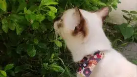 心心表情包表演