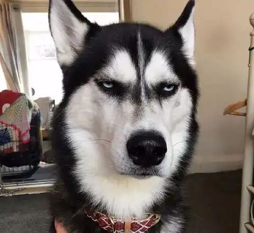 哈士奇拆家却把自己电晕,最后站起来的表情让主人笑喷了