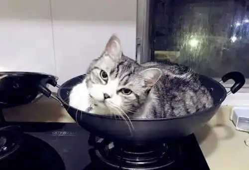 铲屎官下班回来,没有看到猫咪的踪影,在厨房的锅里找到了它