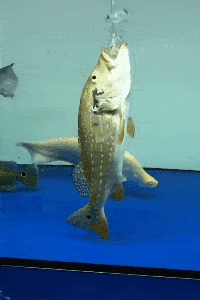 笑趴了一群的教室,我怎么能好好学习,只能静静的看着