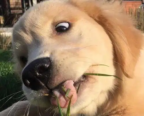 金毛装傻,卖萌最拿手,喜欢就抱走