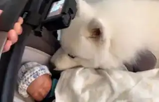 女主人生了宝宝,告诉大白狗是它弟弟,没想到被暖哭了