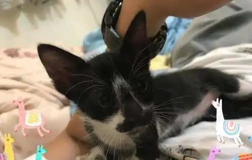 朕要阵亡了圣上自产逗猫棒陪玩,被奶猫咬到表情坏掉