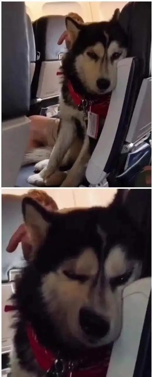 飞机上偶遇一只哈士奇,看二哈的表情,像在努力压制内心的狂热