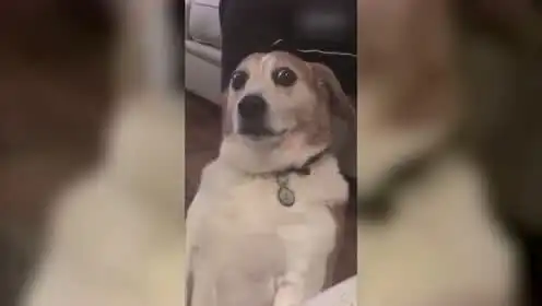 听见狗叫就开心的宝宝