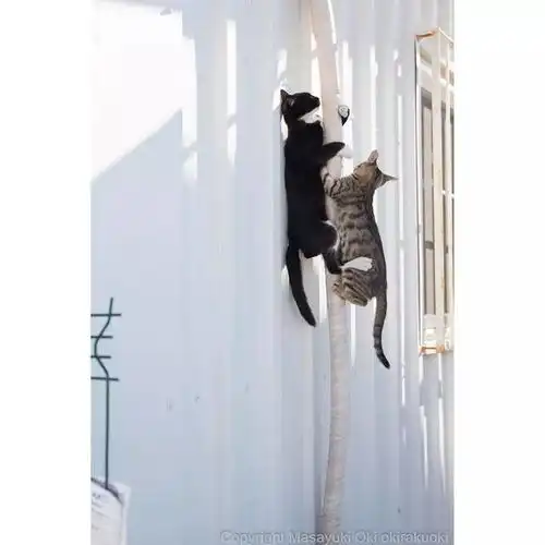 猫事打滚撒娇伸懒腰,这个摄影师拍街猫每张都能做成表情包