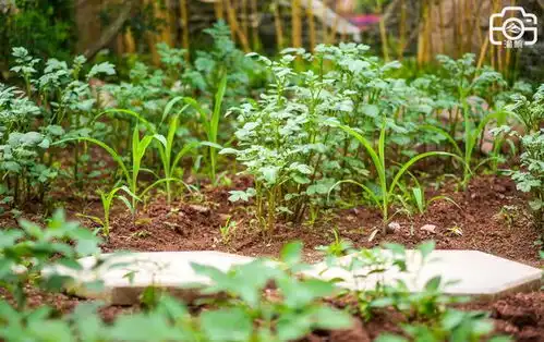 让小朋友羡慕的劳动课除草种菜观察蔬果,堪称现实版开心农场