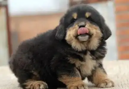 2007年,男子购买藏獒幼崽回家喂养,发现端倪后主动报警