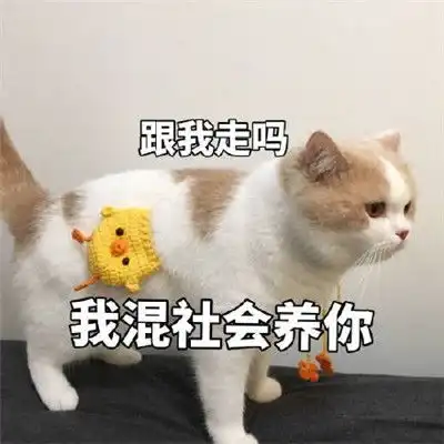 关于爱情的表情包图片恋爱专用表情包搞笑