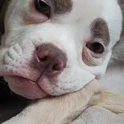 世界上最悲伤的狗狗其实表里不一