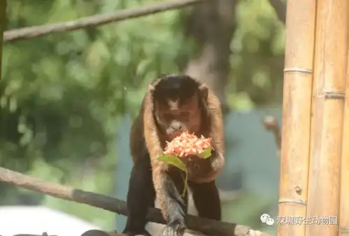 微信新表情炸出了五阿哥,也炸出了