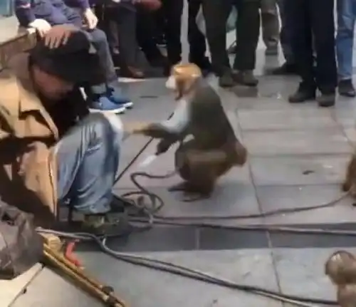 耍猴人与猴互扇耳光套路多,抱怨年轻人不带现金出门