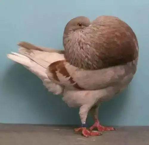 灵魂画师笔下的魔性表情包,笑到腮帮子痛哈哈哈哈哈哈瞬间被治愈了