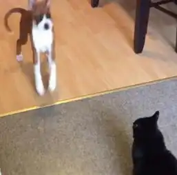 刚接回家的狗子很嚣张,各种挑衅猫主子,下一秒,这货原形毕露