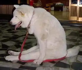 一群不安分的神经动物们